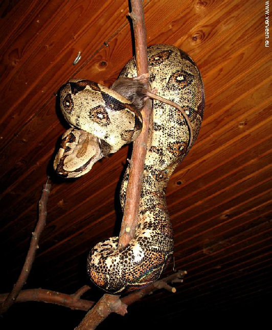 prayer / gebed voor de maaltijd