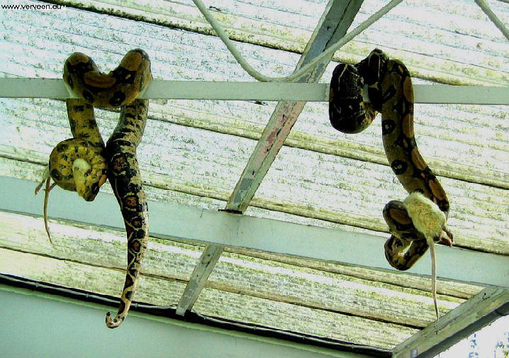 In the sling / In de houdgreep