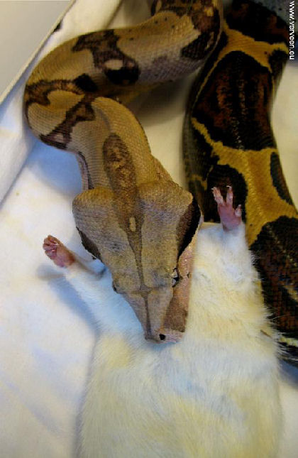 Upcoming shoulders / De schouders