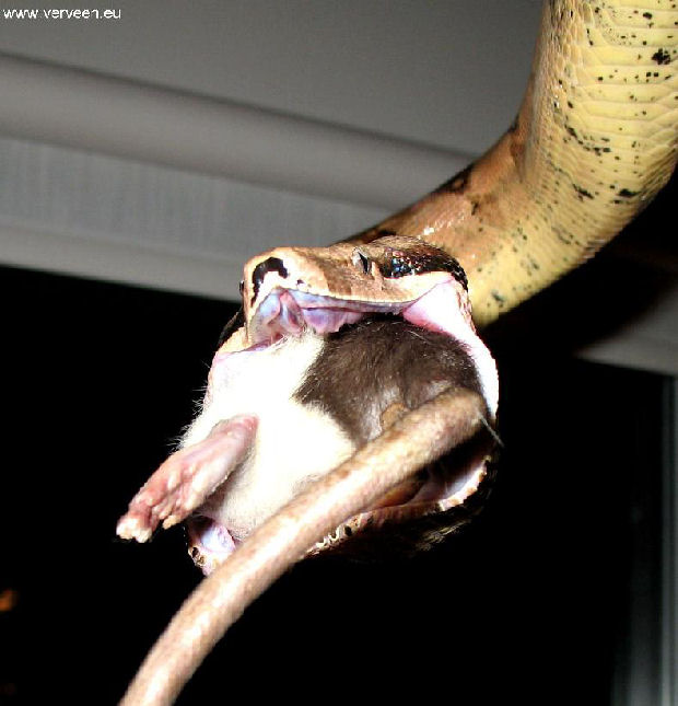 Wide open mouth / Wijd opengesperde bek