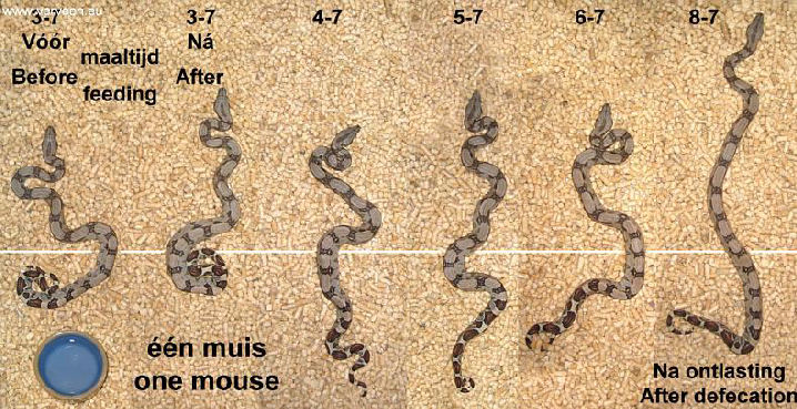 Distention after one mouse / Na &eacute;&eacute;n muis te hebben gegeten