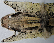 Dermal head skin / Lederhuid van de kop Dermal head skin / Lederhuid van de kop