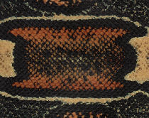 Vegetable pigments / Pigmenten uit olanten Vegetable pigments / Pigmenten uit olanten