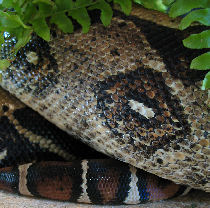 Guanine pigment Guanine pigment