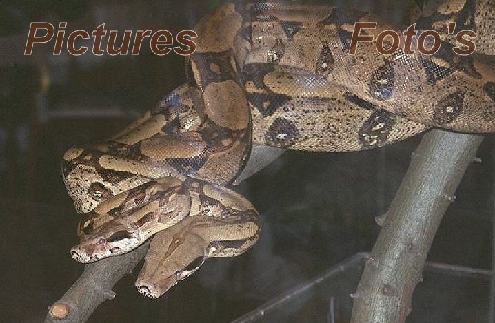 Photogallery Boa constrictor Fotoalbum